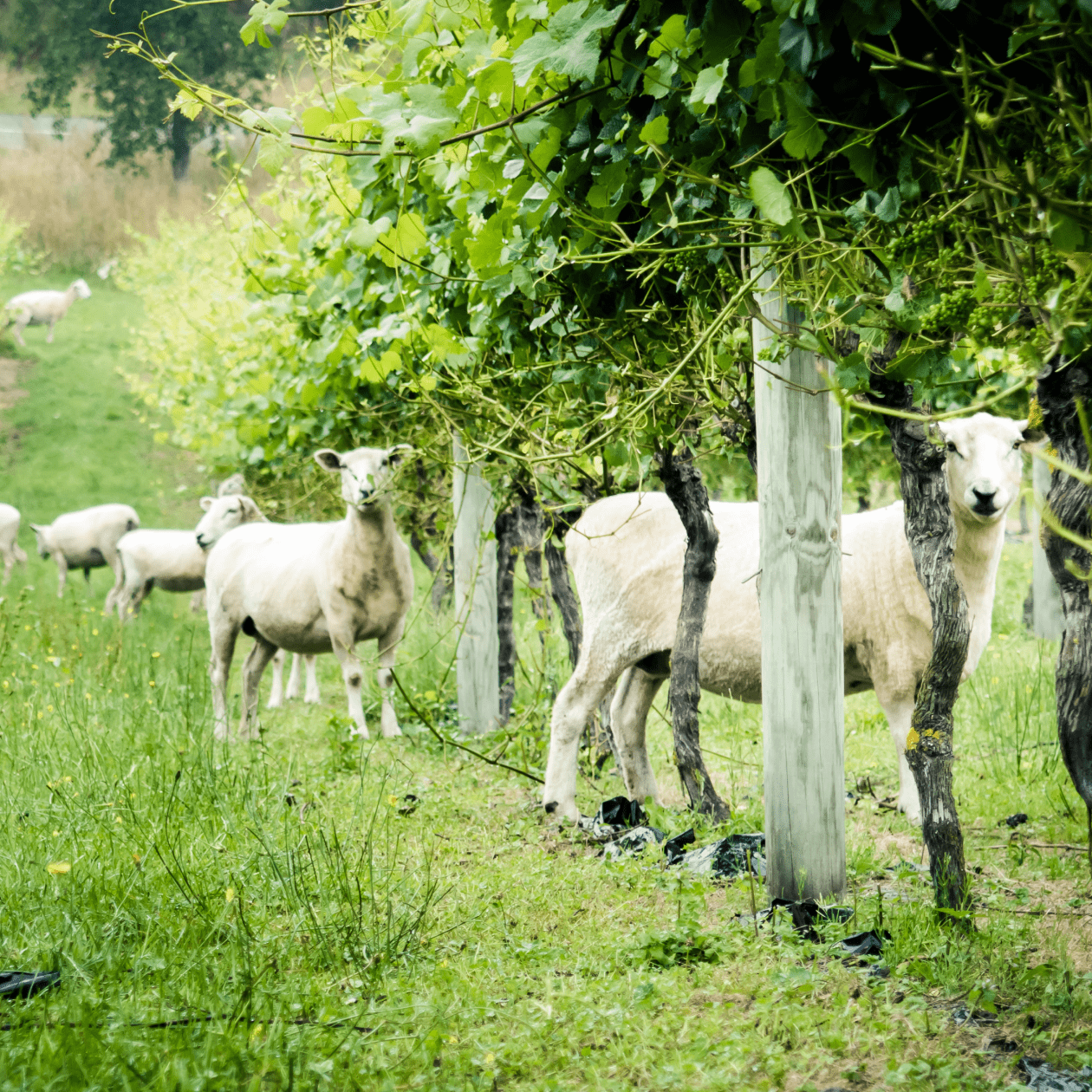 Goats on a farm | DRINKS