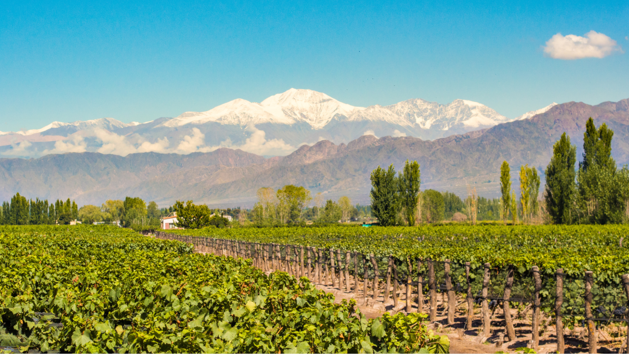 Wine vineyard in Chile